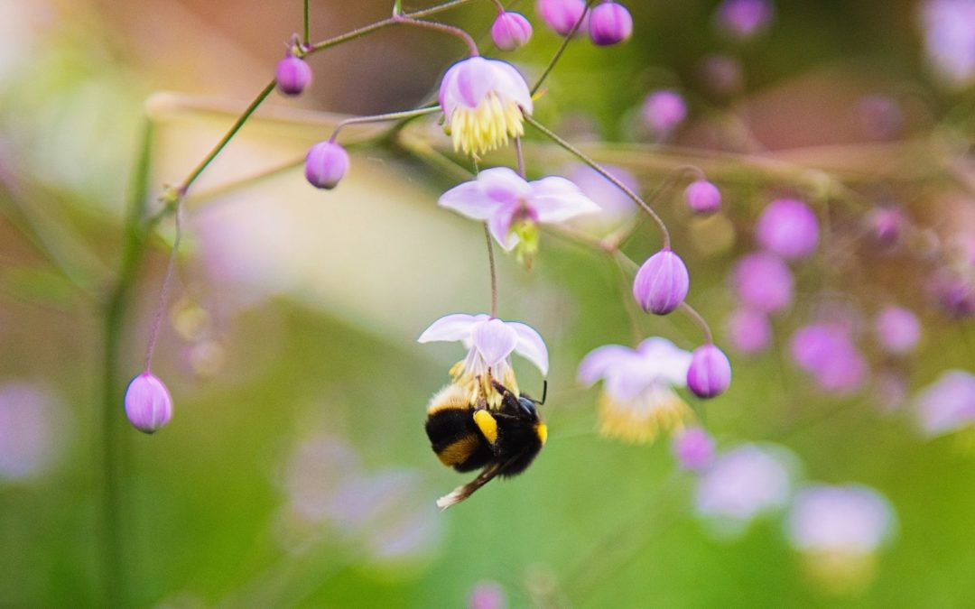 De hommel achter het keukenraam (en frustratie nr. 2 over werken in de zorg)