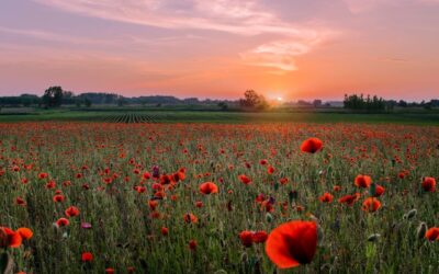 Als een bloem niet bloeit, is het niet de schuld van de bloem